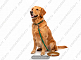 Комплект Buddy кожаный поводок 12мм 140см + ошейник охра 20мм 36-44см (199) 