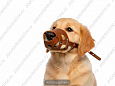 Намордник Buddy об19см L6см (щенки) (319)