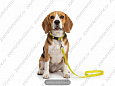 Комплект Buddy полипропиленовый поводок желтый 1,6м + ошейник желтый 10мм 083/382