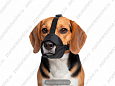 Намордник Buddy нейлоновый №2 об22см L9см (SH 374)