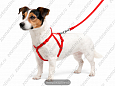 Комплект Buddy нейлоновый поводок красный 120см + шлейка красная 10мм 30/40см
