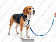 Комплект Buddy полипропиленовый поводок синий 1,6м + шлейка синяя 10мм 074/603