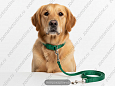 Комплект Buddy полипропиленовый поводок зеленый 1,6м + ошейник изумрудный 10мм 084/399