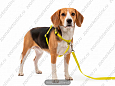 Комплект Buddy полипропиленовый поводок желтый 1,6м + шлейка желтая 10мм 072/337