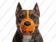 Намордник Buddy об40см L8см (пит-бультерьер) (312)