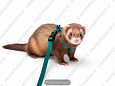 Комплект Buddy для хорьков нейлоновый поводок 120см + шлейка 20/30см