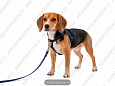 Комплект Buddy полипропиленовый поводок синий 1,6м + шлейка синяя 10мм 075/351